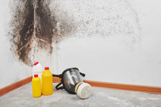 Best Mold Removal Process  in Bridgeport, WA