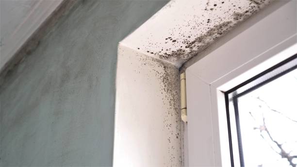 Best Residential Mold Removal  in Bridgeport, WA