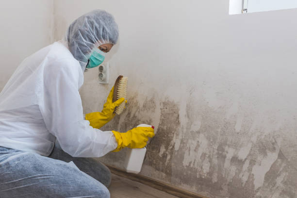 Office Mold Removal Services in Bridgeport, WA