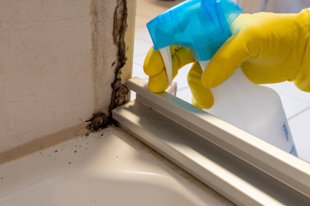 Best Certified Mold Removal  in Bridgeport, WA