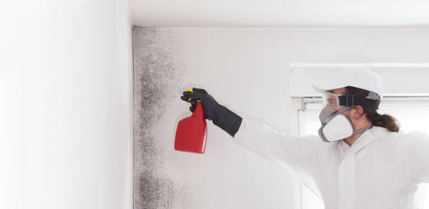 Best Emergency Mold Removal  in Bridgeport, WA