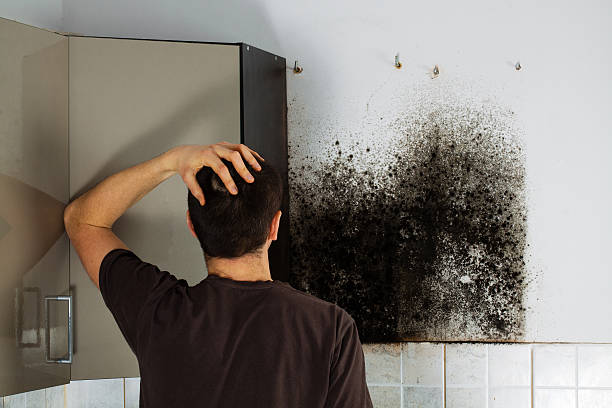 Best Crawl Space Mold Removal  in Bridgeport, WA