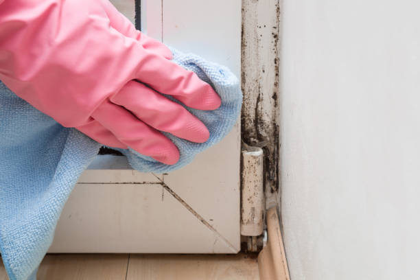 Certified Mold Removal in Bridgeport, WA
